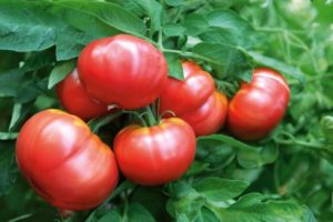 Descrição da variedade de tomate Nugget F1 e suas características