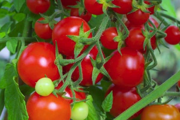 Cultivo de tomate