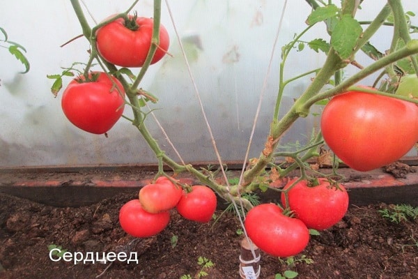 tomato smoothie