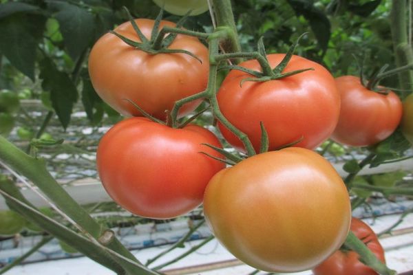 Unreife Tomaten