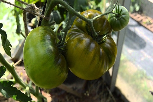 fruit vert