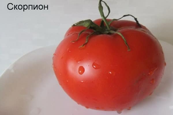 доматен скорпион