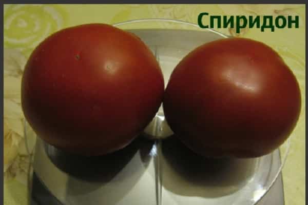 seedless cultivation