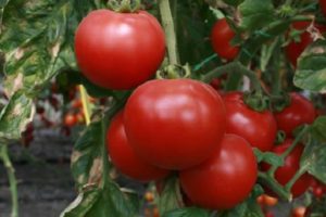 Description of the Strega tomato variety, its characteristics and productivity