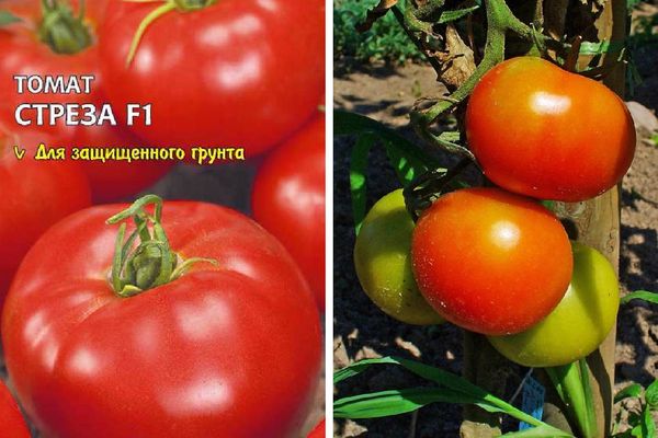 Домати хибриди