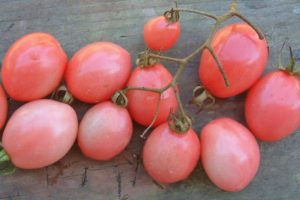 Descripción de la variedad de tomate Tais y sus características