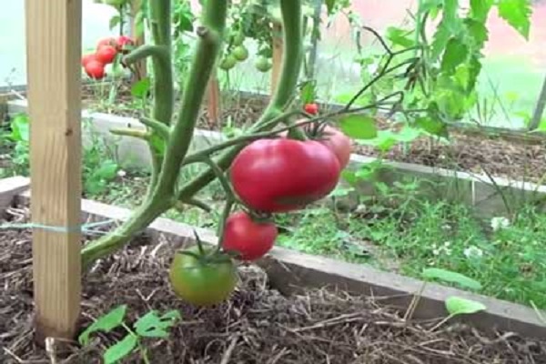 Talalikhin-Tomate