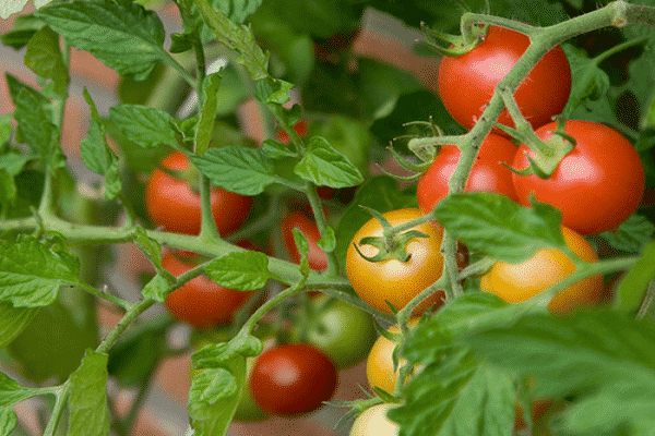 leckere Tomaten