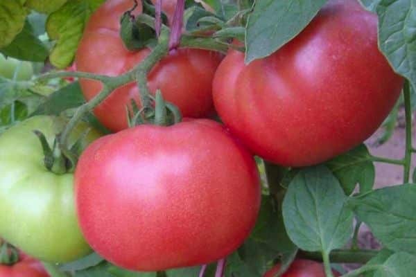 Fruto de tomate