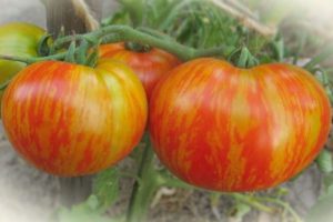 Beschreibung der Tomatensorte Fat Boatswain und ihrer Eigenschaften