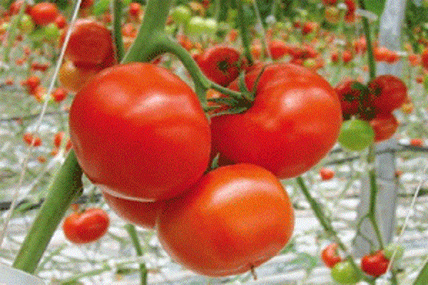 положителни характеристики