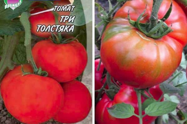Домати семена
