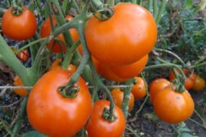 Beschreibung der Tomatensorte Tsarskaya und ihrer Eigenschaften