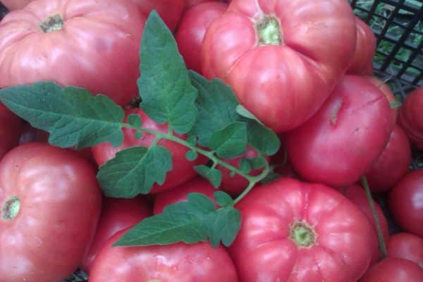Reife Tomaten