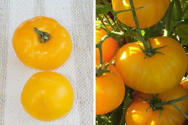 Tomaten gelb