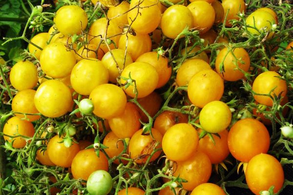 Cherry rajčata