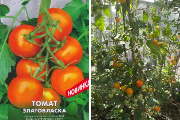 Goldlöckchen Tomaten
