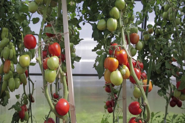 hochwertige Tomate