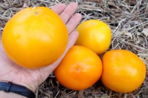 Характеристики и описание на сорта домат лимон гигант, неговият добив