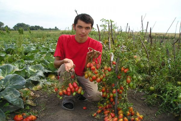 розови стафиди