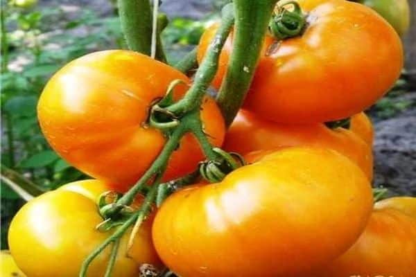 Характеристики и описание на сорта домат Мариса