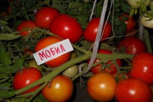 Характеристики и описание на сорта домат Мобил, неговият добив