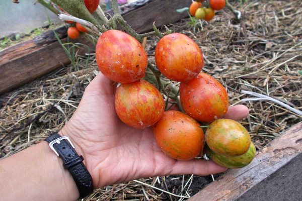Osterei Tomate