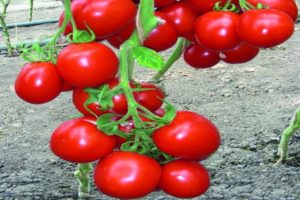 Description of the Richie tomato variety, and its characteristics