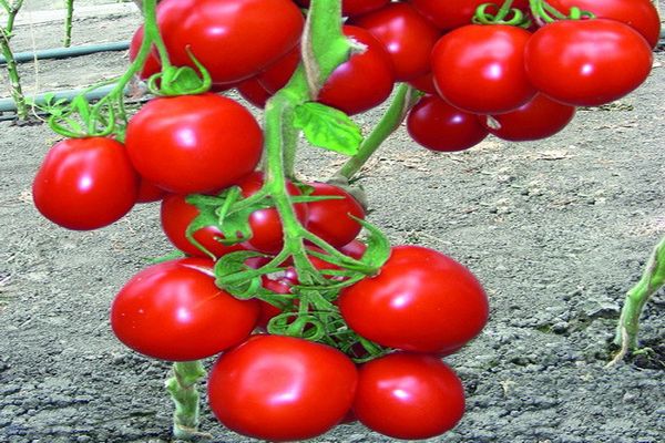 узряване на реколтата