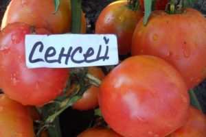 Характеристики и описание на сорта домат Сенсей, неговият добив