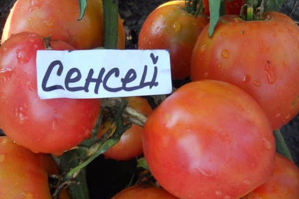 домати сенсей
