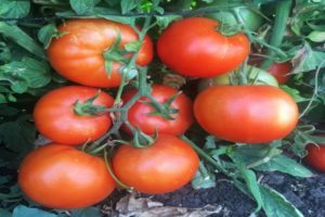 Eigenschaften und Beschreibung der Tomatensorten Server F1