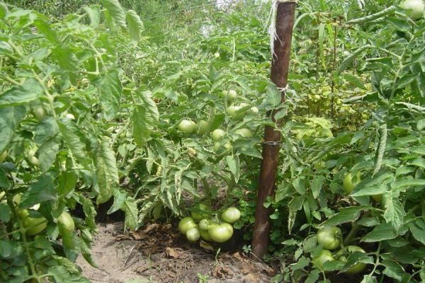 شروط الهبوط