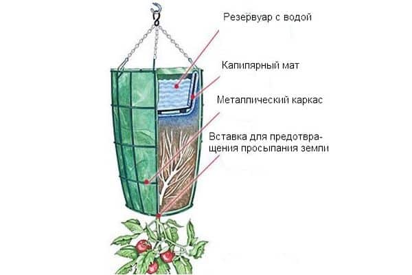 wachsende Tomate