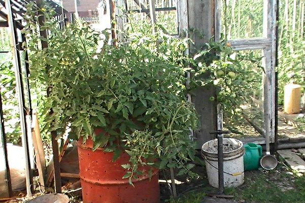 Tomate in Fässern