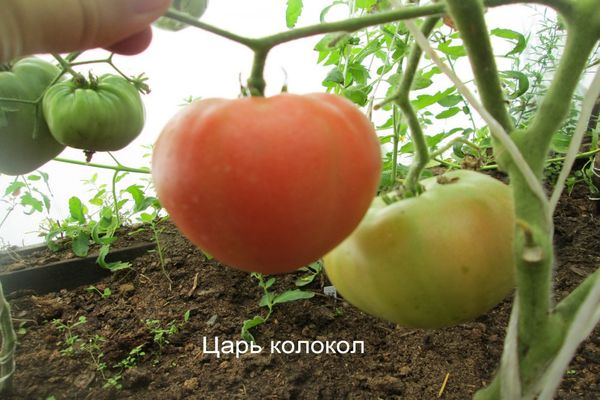 сорт домати