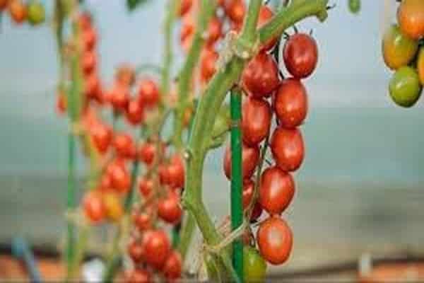 Tomatensorten