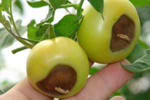 Tratamento da podridão do topo do tomate na estufa e no campo aberto