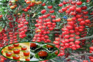 وصف صنف الطماطم Magic Cascade وخصائصه