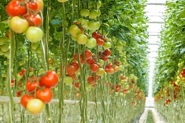 tomates trepadeiras
