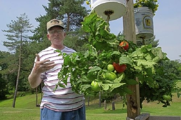 história sobre tomate