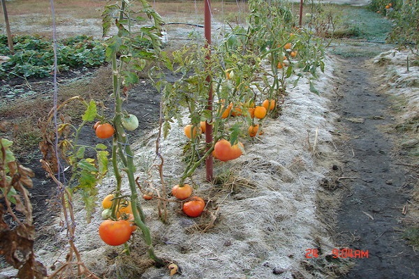 Sibirischer Gemüsegarten