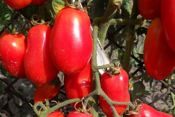 Überraschung aus Sibirien