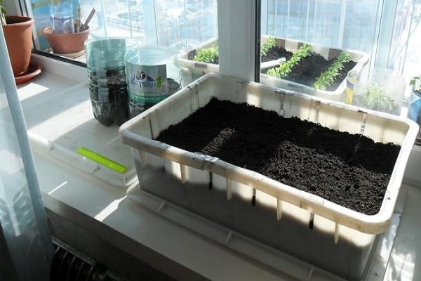 planta en casa