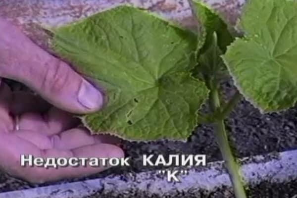 kalio trūkumas