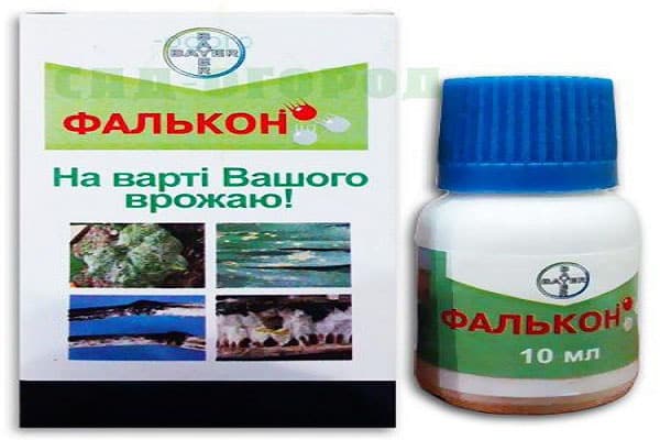 Falcon narkotikas