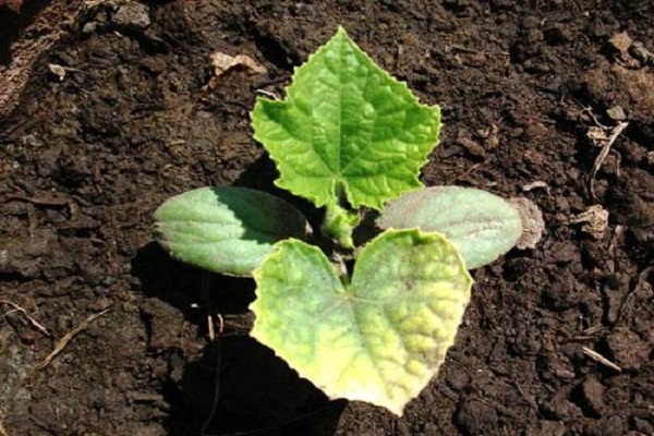 maitinkis stipriai