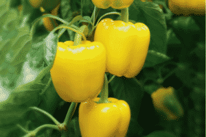 Descrição das variedades de pimentão amarelo e suas características