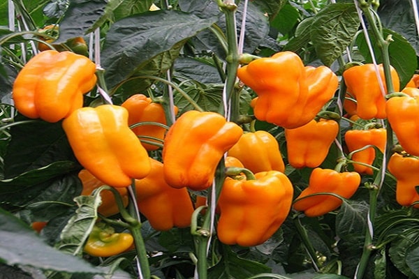 pomarańczowy cud