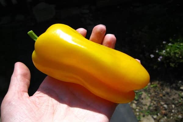 pomarańczowy lew